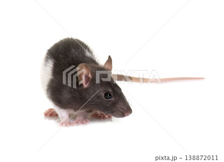 black and white rat black and white rat 138872011