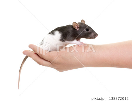 black and white rat black and white rat 138872012