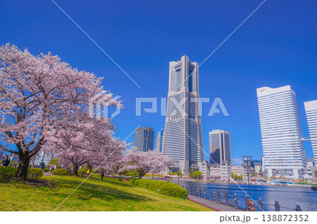 満開の桜と横浜みなとみらいの街並み 138872352