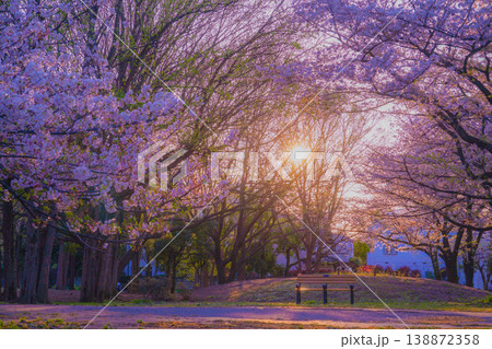 善福寺緑地公園の桜と夕景 138872358