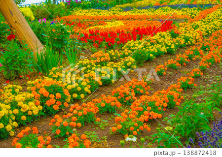 北海道美瑛町の花畑 138872418