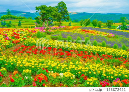 北海道美瑛町の花畑 138872421