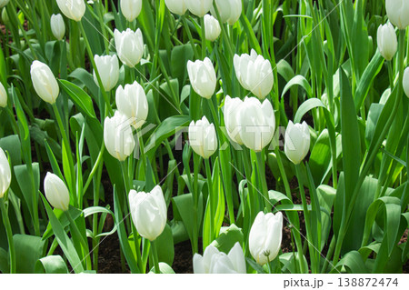 Beautiful white tulips are blooming profusely in a garden with green leaves as a backdrop. 138872474