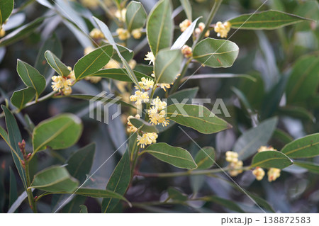 月桂樹の花と葉 やわらかな光の中で咲く春の植物 月桂樹の花と葉 やわらかな光の中で咲く春の植物 138872583