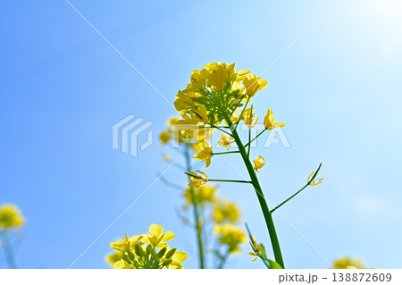 青空に向かって咲く菜の花 138872609