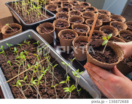Hands carefully transplanting a young tomato seedling from a tray into an individual biodegradable peat pot, preparing for gardening and agricultural growth. Hands carefully transplanting a young tomato seedling from a tray into an individual biodegradable peat pot, preparing for gardening and agricultural growth. 138872688