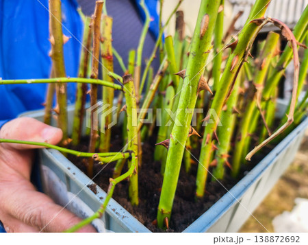 Gardener's hands holding a rectangular planting container filled with numerous thorny rose stems inserted into fresh soil, showing plant propagation process. 138872692