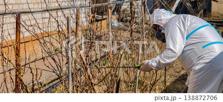 Gardener in a full protective suit and respirator mask spraying young bushes to control pests and diseases, demonstrating essential garden care and safety practices during springtime. 138872706