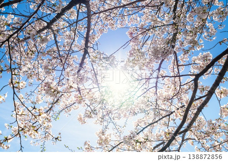 東京・丸の内 和田倉濠 満開の桜 東京・丸の内 和田倉濠 満開の桜 138872856