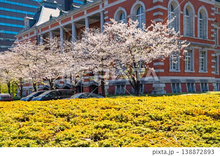 法務省・旧本館赤れんが 満開の桜 法務省・旧本館赤れんが 満開の桜 138872893