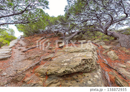 Wind bent pine trees on coastal trail near Cadaques, Spain 138872935