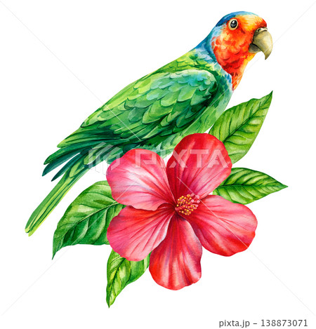 rosella parrot watercolor clipart with red hibiscus and green leaves isolated on light background for tropical decor 138873071