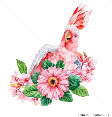 pink cockatoo watercolor clipart with gerbera and cherry blossoms isolated on light background for romantic floral decor pink cockatoo watercolor clipart with gerbera and cherry blossoms isolated on light background for romantic floral decor 138873083