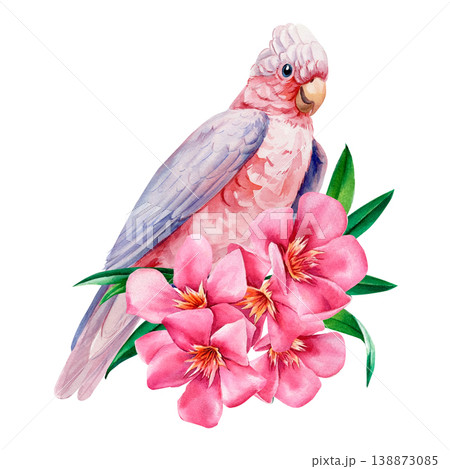 rose breasted cockatoo watercolor clipart with pink oleander flowers isolated on light background for tropical design 138873085