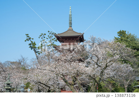 法華経寺の五重塔と満開の桜, 千葉県 138873116