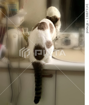洗面台に乗っかり水を飲むシャム系猫さんの後ろ姿 洗面台に乗っかり水を飲むシャム系猫さんの後ろ姿 138873141
