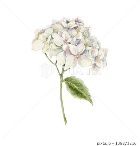 Single hand painted watercolor white hydrangea flower on stem with green leaf isolated on white background, wedding botanical clipart. Floral Illustration for design, print, fabric, background. Single hand painted watercolor white hydrangea flower on stem with green leaf isolated on white background, wedding botanical clipart. Floral Illustration for design, print, fabric, background. 138873216