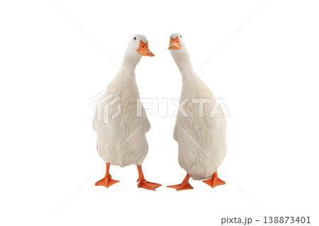 two standing ducks isolated on white background 138873401
