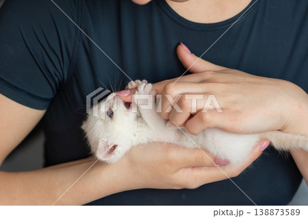 Woman holding playful white kitten in gentle embrace Woman holding playful white kitten in gentle embrace 138873589
