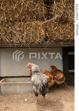 Group of chickens by hay bale in farmyard scene Group of chickens by hay bale in farmyard scene 138873595