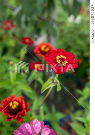 Vibrant red zinnia flowers in a lush garden setting Vibrant red zinnia flowers in a lush garden setting 138873637