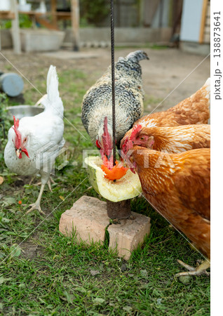 Chickens enjoying fresh fruits on a farm Chickens enjoying fresh fruits on a farm 138873641