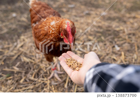 Person hand feeding brown hen with grain on farm ground 138873700