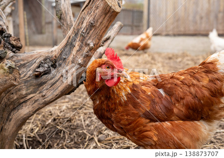 Close up brown hen beside wooden stump in farmyard enclosure 138873707