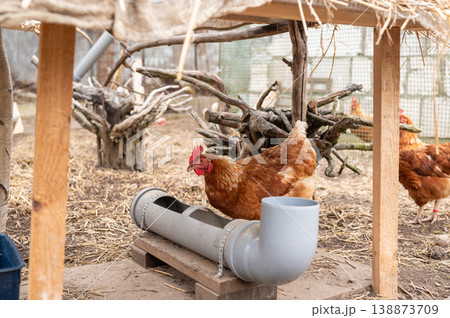 Brown hens pecking at feeder inside covered chicken coop Brown hens pecking at feeder inside covered chicken coop 138873709
