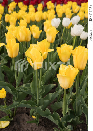 Vibrant yellow and white tulips in bloom in a colorful flower field Vibrant yellow and white tulips in bloom in a colorful flower field 138873725