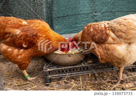 Two brown chickens eating from a bowl in farmyard setting Two brown chickens eating from a bowl in farmyard setting 138873733
