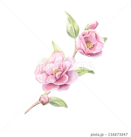 Camellia branch with flowers and buds watercolor illustration isolated on white. Delicate floral sprig in pastel colors. Camellia branch with flowers and buds watercolor illustration isolated on white. Delicate floral sprig in pastel colors. 138873847