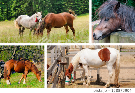 Different Breeds of Horses in Various Farm Settings Different Breeds of Horses in Various Farm Settings 138873904