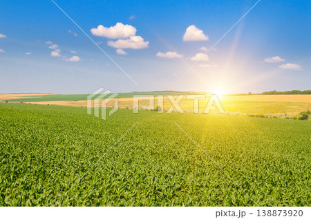 Agricultural Landscape of Young Maize Crops under Bright Sun Agricultural Landscape of Young Maize Crops under Bright Sun 138873920