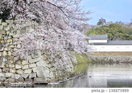 彦根市、彦根城の内堀に咲く満開の桜と天守閣の遠景 138873989