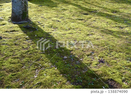 苔生す地面に映る幹の影 138874090