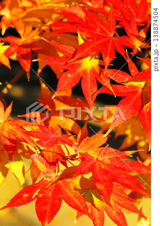 紅葉の風景 紅葉の風景 138874504
