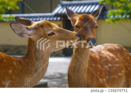Nara, Japan - Sep 26 2024, Close-up view of faces of two wild forest deer, one deer licking another, in Nara Park, without people, at daytime, Nara, Japan Nara, Japan - Sep 26 2024, Close-up view of faces of two wild forest deer, one deer licking another, in Nara Park, without people, at daytime, Nara, Japan 138874751