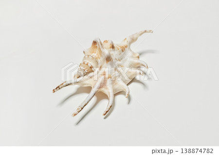 Crab shell rests on plain white surface Crab shell rests on plain white surface 138874782