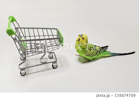 Bright parakeet stands beside miniature shopping cart Bright parakeet stands beside miniature shopping cart 138874789
