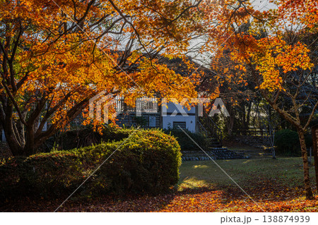 浜松市の鳥羽山公園の紅葉の風景(静岡県) 浜松市の鳥羽山公園の紅葉の風景(静岡県) 138874939
