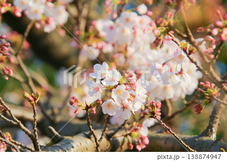 桜と蕾 138874947
