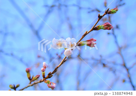 青空に映える桜 138874948
