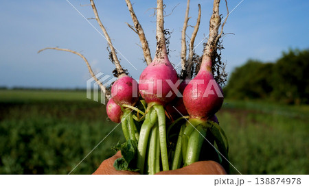 Ripe radishes just pulled out of the garden in the hands of a farmer 138874978