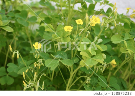 カタバミの花と爽やかな黄緑の葉っぱ 138875238