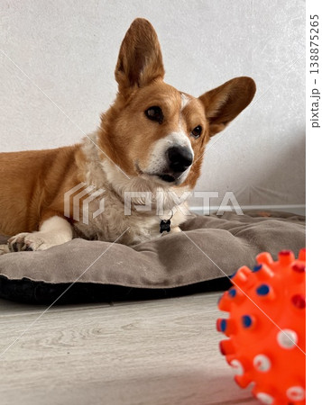sad red-colored Welsh corgi at home on a couch sad red-colored Welsh corgi at home on a couch 138875265