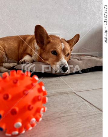 sad red-colored Welsh corgi at home on a couch sad red-colored Welsh corgi at home on a couch 138875275