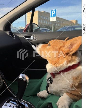 A beautiful red Welsh corgi in a passenger car A beautiful red Welsh corgi in a passenger car 138875287