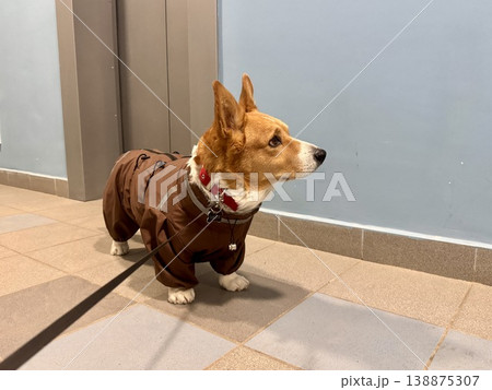 A happy red-haired Welsh corgi in a jumpsuit is going for a walk A happy red-haired Welsh corgi in a jumpsuit is going for a walk 138875307
