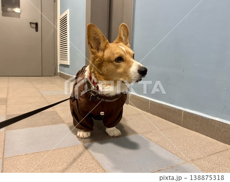 A happy beautiful red-haired Welsh corgi in a jumpsuit is going for a walk 138875318